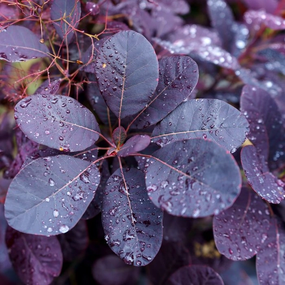 A Cotinus Royal Purple csodás színű levelei a teljes vegetációban díszítenek.
