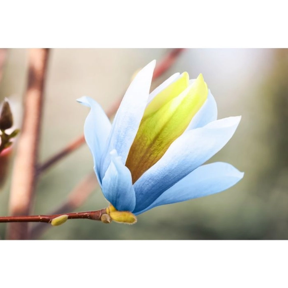 Blue Opal magnólia ritka és különleges színű virágzata. 