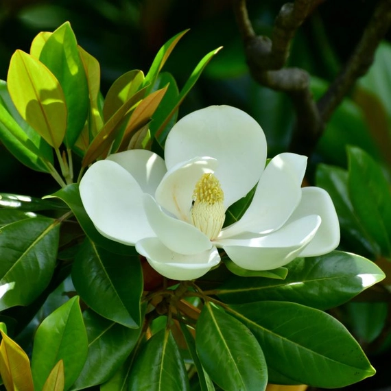Az örökzöld magnólia fehér, nagy méretű virága, fényes, erős, bőrnemű levelei.