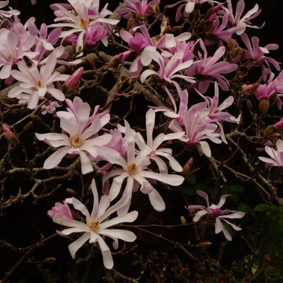 Leonard Messel liliomfa rózsaszínes csillag alakú virágai.
