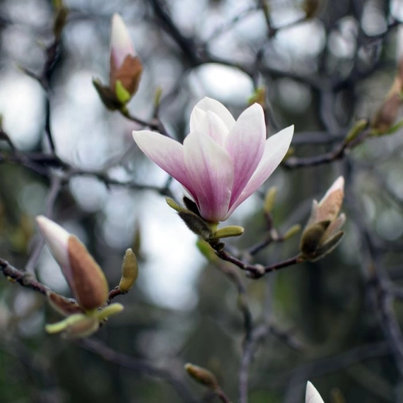 Nagyvirágú liliomfa bimbói a hajtásvégeken és egy kinyílt virága.