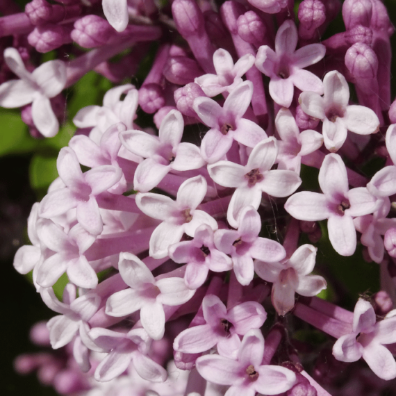 A Palibin orgona édesen illatos virágzata tavasszal nyílik.