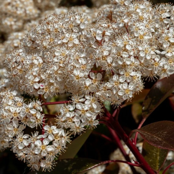 A Viburnum, téli bangita virágzata teljes nyílásban. 