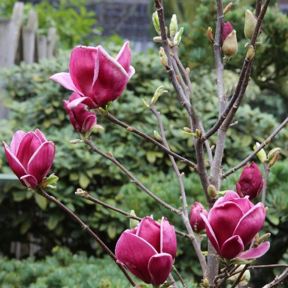 Tavaszköszöntő bíborpiros liliomfa virágok.