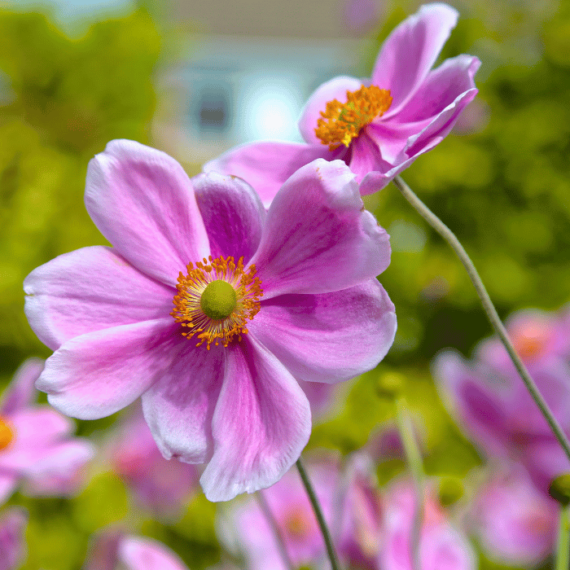 Az Anemone hybrida rózsaszín virágai.
