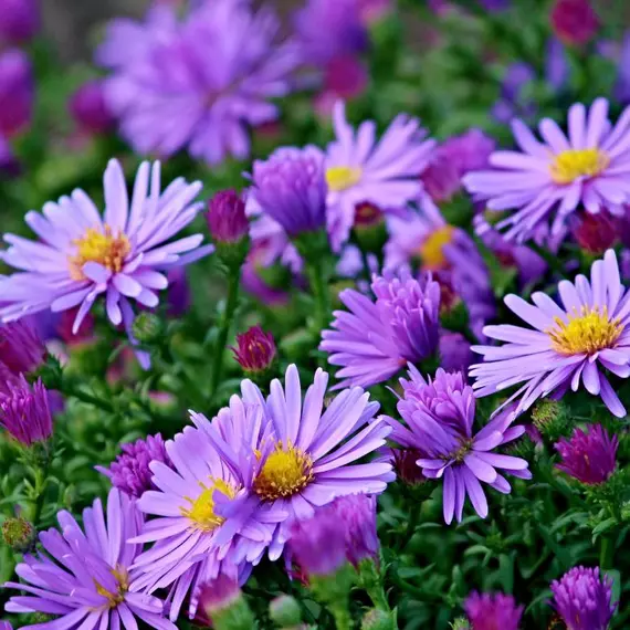 Élénklila virágokkal díszít az őszirózsa törpe, Wood's Purple változata. 