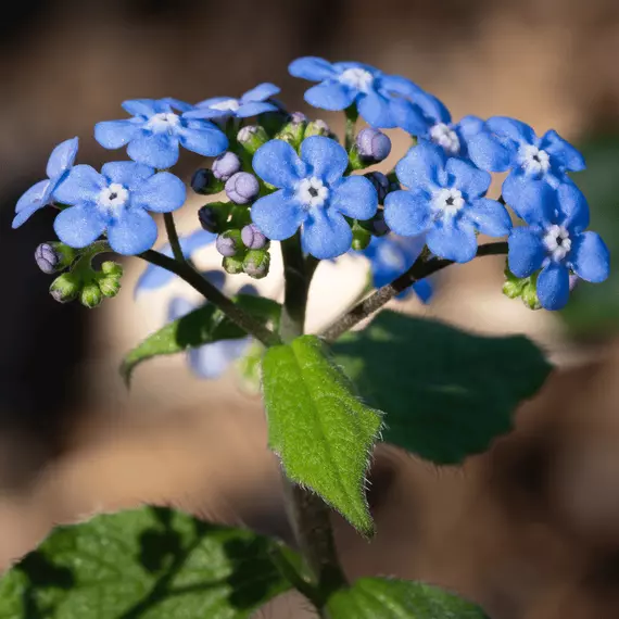 A kaukázusi nefelejcs bájos kék virága.