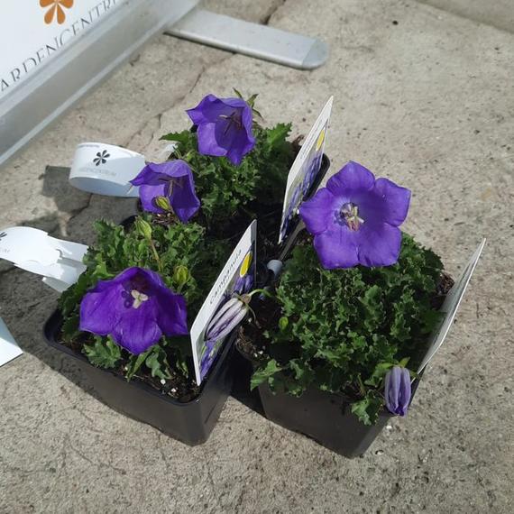 A Campanula carpatica nyíló virágai.