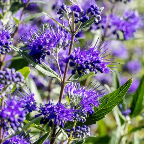 A Caryopteris clandonensis Heavenly Blue virágai közelről.