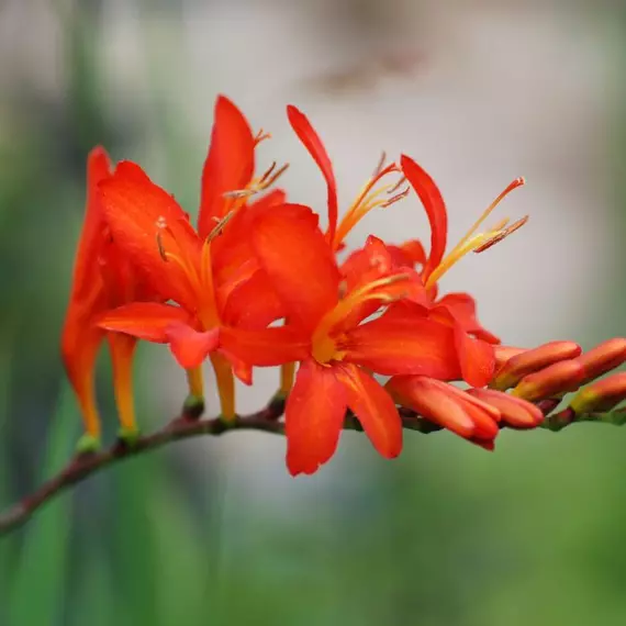 A Babylon kerti sáfrányfű élénk pirosas-narancssárga virágai. 