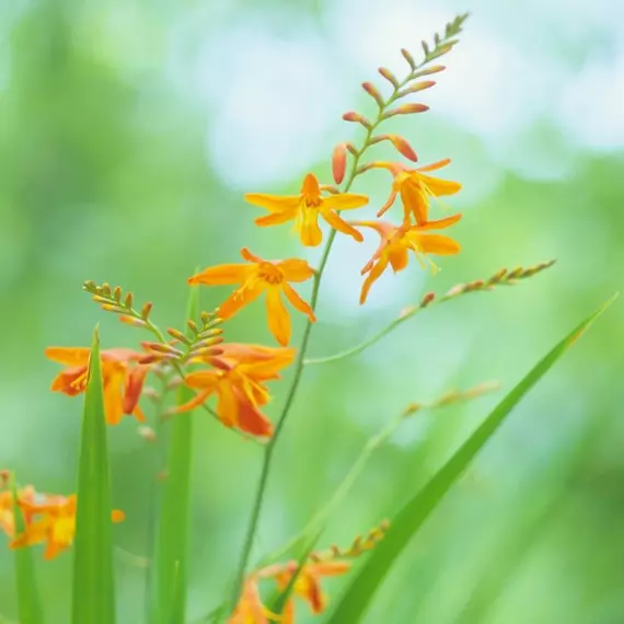 A George Davidson sáfrányfű virágzat formája és narancssárgás színe. 
