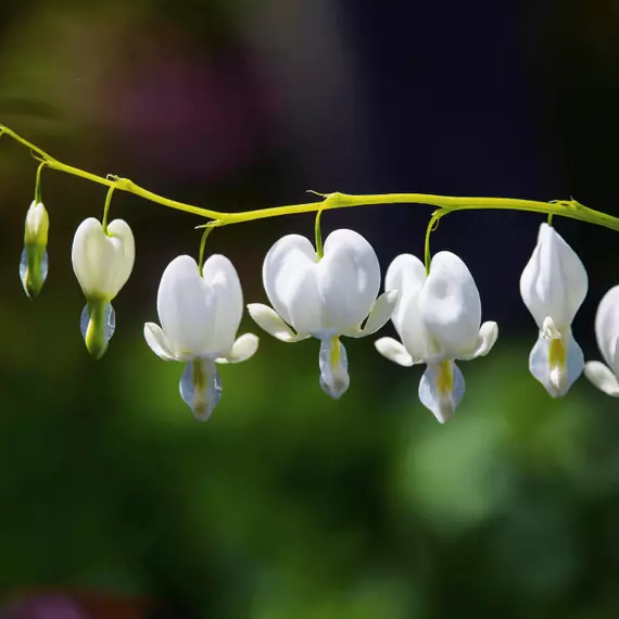 A fehér, szív alakú virágok csodás díszei a tavaszi kertnek.