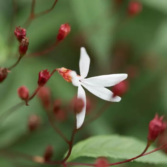 A hármaslevelű indiánrózsa csillag alakú fehér virága és sötétpiros bimbói.