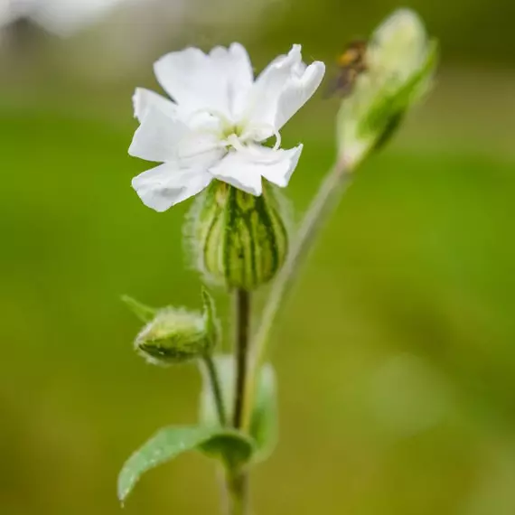 A fehér bársonyos kakukkszegfű kecses virágzata.