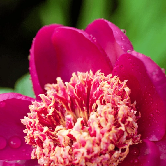 A Paeonia különleges virágai tavasszal nyílnak.