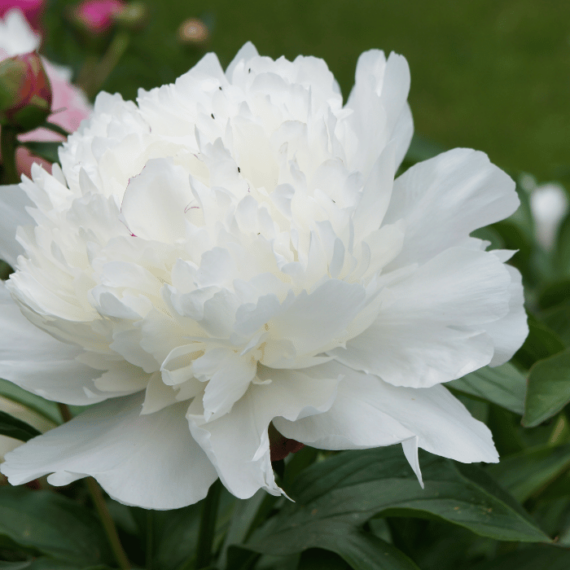 A teltvirágú fehér illatos bazsarózsa virágzata látványosan díszíti a kertet.