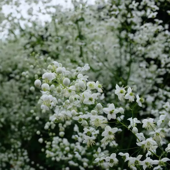 Dús fehér virágfelhőket nevel nyáron a Splendide White borkóró.