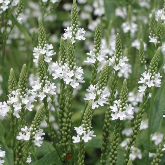 Verbena hastata Alba fehér virágai. 