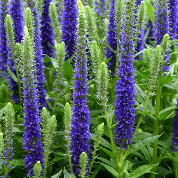 Rendkívül mutatós az Ulster Dwarf Blue kék veronika habitusa és virágzása.