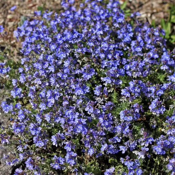 Georgian blue veronika virágpárnát alkot a tavaszi kertben.