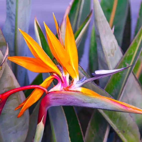 Pompás papagájvirág egyedi és karakteres virágzata.
