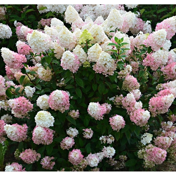Fehérből rózsaszínbe vált át a Sundea Fraise hortenzia virágzata.