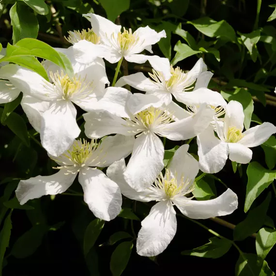 Hófehér virágszínű, tömegesen nyíló montana típusú klemátisz.