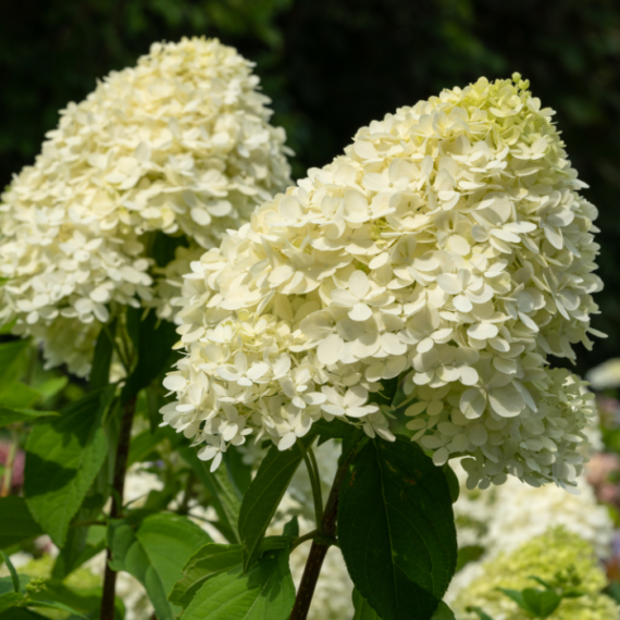 Gyönyörű, fehér virágokat nevel a Silver dollar bugás hortenzia.