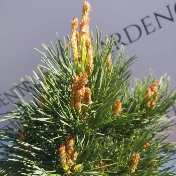 Pinus sylvestris Chantry Blue törpe örökzöld áprilisi állapota.