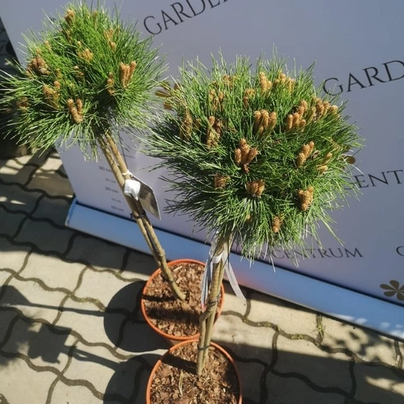 Magastörzsű, gömb koronájú Pinus nigra Marie Brégeon mini örökzöldek.