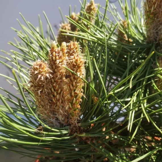 A Pinus nigra Nana törpe feketefenyő rügyei és tűlevelei közelről.