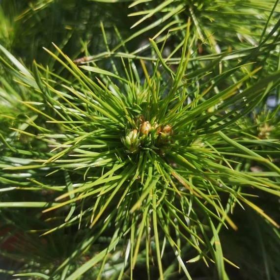 Pinus sylvestris Xavery hosszú, örökzöld tűlevelei.