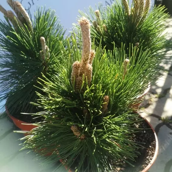 Pinus thunbergii Thunderhead mini örökzöldek kompakt habitusa.