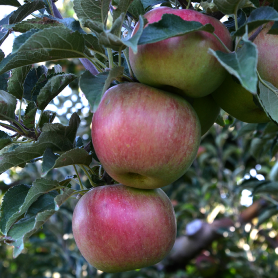 Az Idared alma termései.