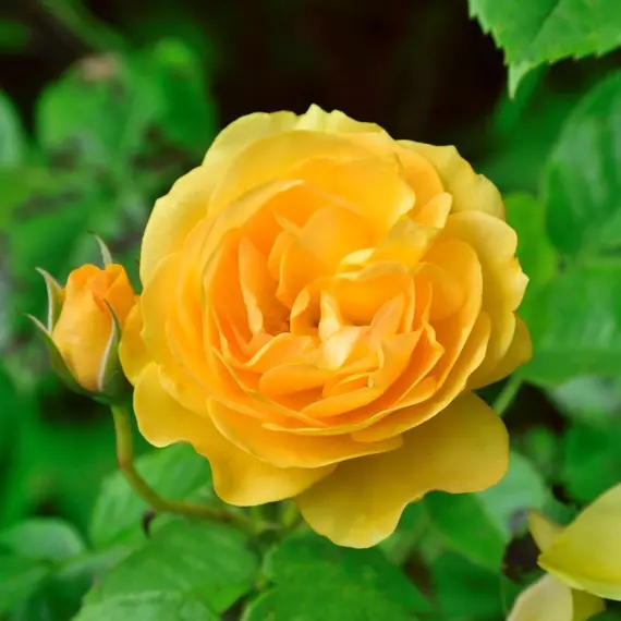 Sárga talajtakaró rózsa hosszan díszítő virága.