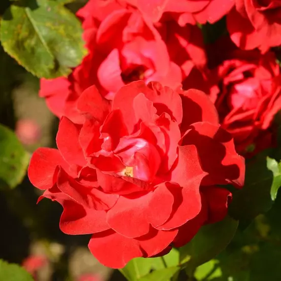 Piros telt virágaival díszít a Rote The Fairy talajtakaró rózsa.