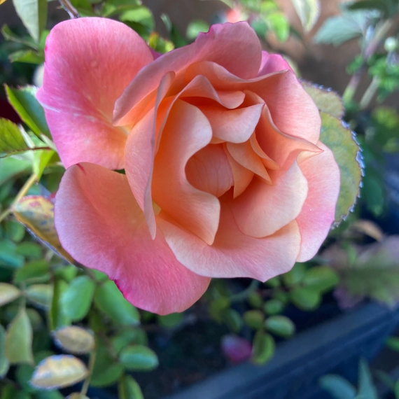 A Rosa Cubana virága teljes nyílásban.