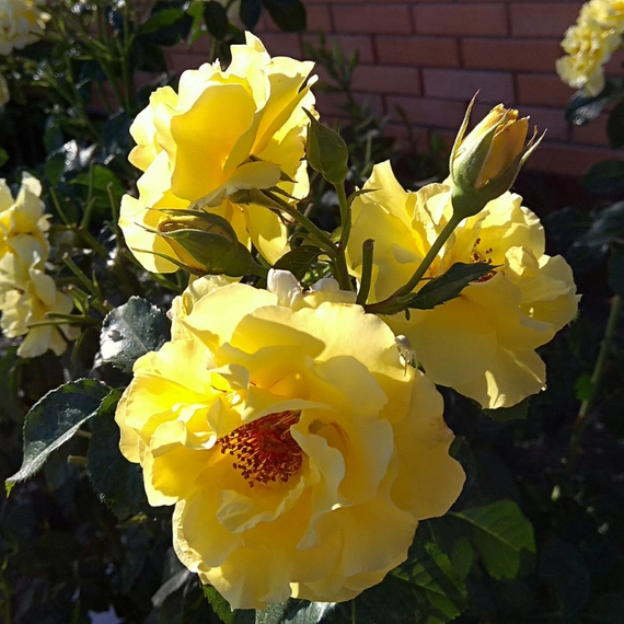 Sárga virágú talajtakaró rózsa.