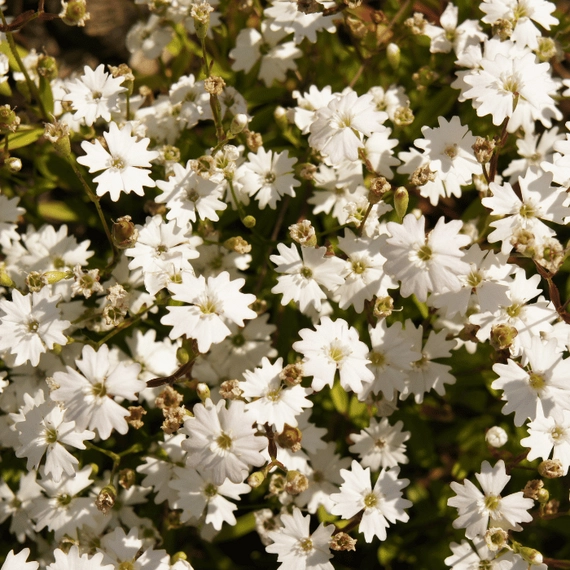 A havasi habszegfű apró fehér virágai.