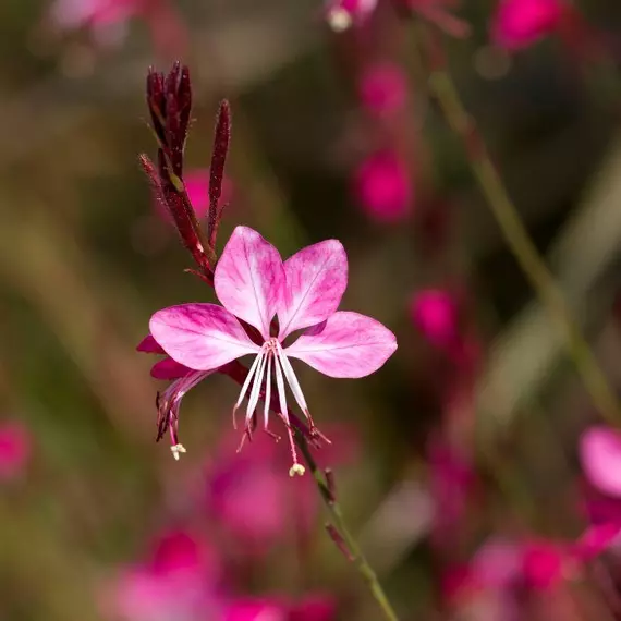 Kecses szárakon hozza rózsaszín virágait a Geyser Pink díszgyertya.