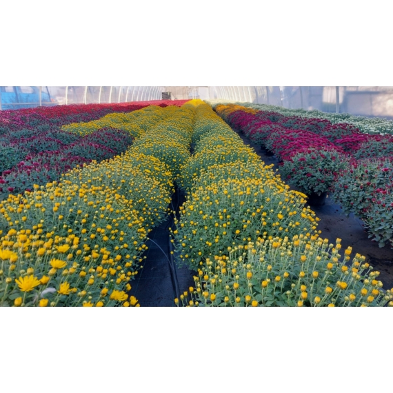 Chrysanthemum - Gömb alakú krizantém