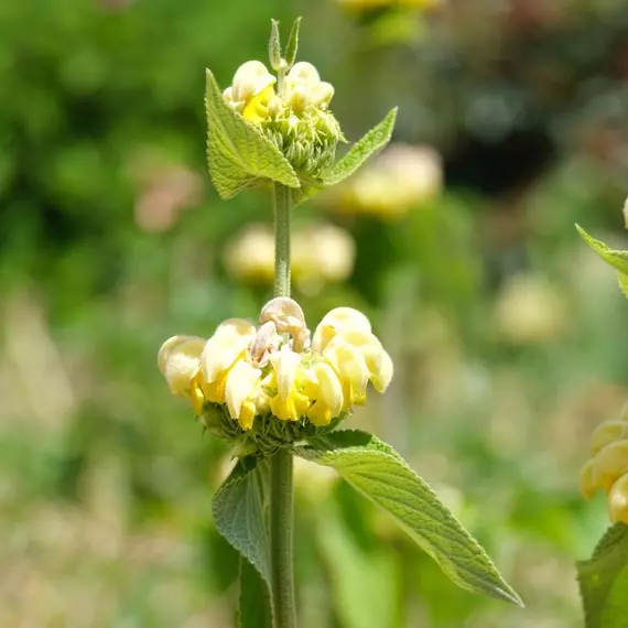 A Phlomis russeliana sárga ajakos virágai a szárlevelek tövében. 