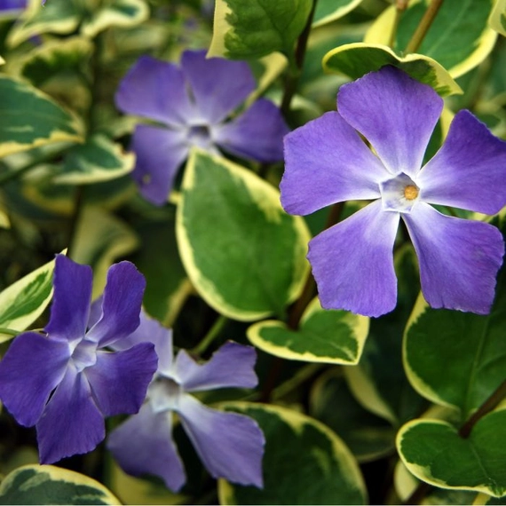 A Vinca minor Blue and Gold kék virágai és sárgatarka lomblevelei.