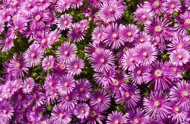 Delosperma Cooperi virágai közelről