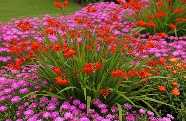 Delosperma cooperi és Crocosmia a kertben