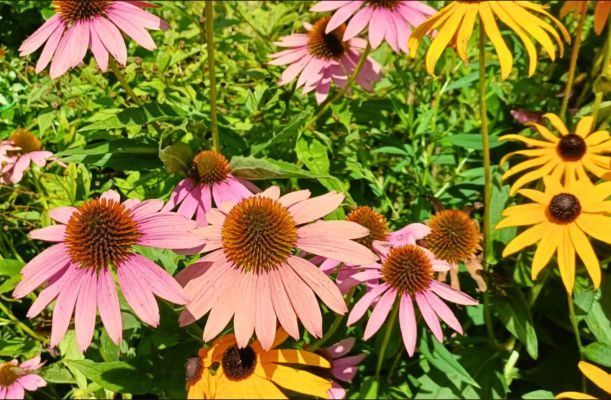 Virágzó Enchinacea szárazságtűrő évelő