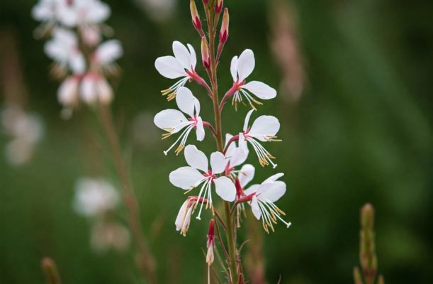 Gaura lindheimeri évelő díszgyertya virágai közelről