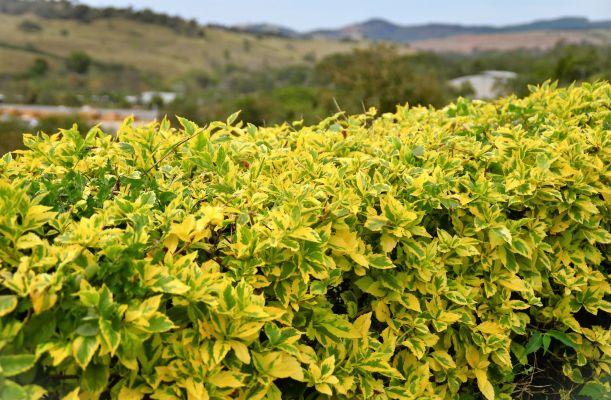 Euonymus Japonica sövény