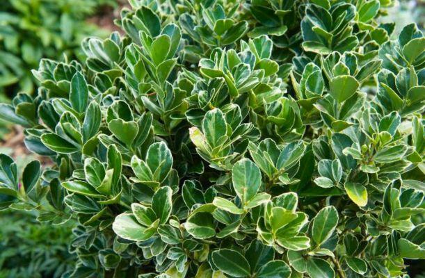 Euonymus fortunei 'Emerald'n Gaiety' fehértarka kecskerágó