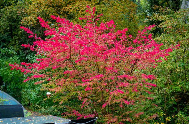 Euonymus alatus szárnyas kecskerágó